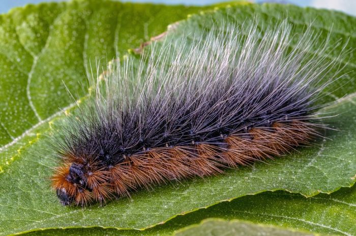 Arti Mimpi Tentang Ulat Bulu