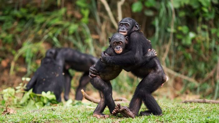 Dua remaja bonobo saling berpelukan di Lola ya Bonobo Sanctuary.