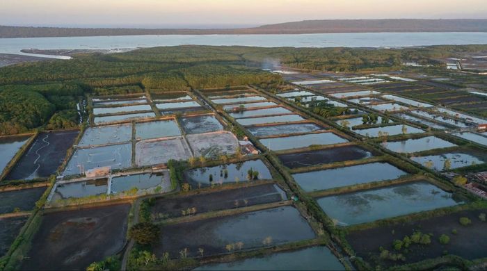 Hutan mangrove di sebelah tambak udang di Jawa Timur, Indonesia. Tim konservasi internasional mengembangkan pembelajaran mesin untuk mengintegrasikan restorasi mangrove.