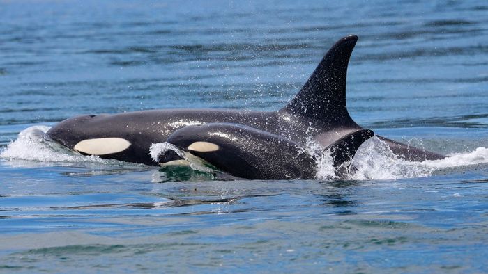 Orca dikenal sebagai pembunuh paus selama berabad-abad.