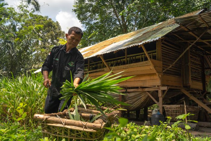 Warga di Desa Pinggir, Kabupaten Bengkalis, Riau, melakukan budidaya rumput odot (Pennisetum purpureum). Selain untuk perbaikan habitat, penanaman rumput juga berfungsi untuk menambah volume tumbuhan yang menjadi pakan gajah.