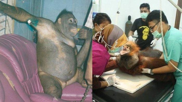 SOSOK Pony, orang utan asal Kalimantan Tengah yang sempat dijadikan budak birahi manusia, kini nasibnya masih belum bisa hidup seperti biasanya 