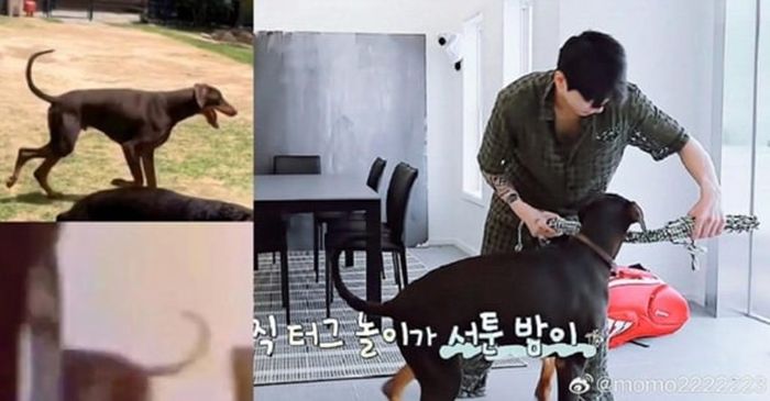 Anjing doberman yang mirip dengan anjing milik Jungkook BTS
