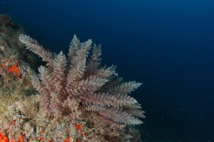 Rumput laut merah (Asparagopsis taxiformis) dapat menjadi bahan campuran pada pakan sapi ternak yang dapat mengurangi produksi gas metana. Mungkinkah jawaban untuk pangan yang lebih ramah lingkungan?