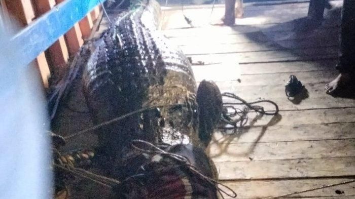 Marlina Onawame (19), warga di Mimika Papua Tengah meninggal dunia usai dimangsa buaya. Mirisnya jasad ibu hamil ini ditemukan di dalam perut buaya. Foto jasad Subli (51), warga Sangkulirang, Kutai Timur ditemukan berada di dalam perut buaya. 