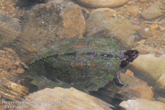 Heosemys spinosa Gray, kura-kura yang ditemukan ketika tim meneliti sungai di wilayah penjelajahan.