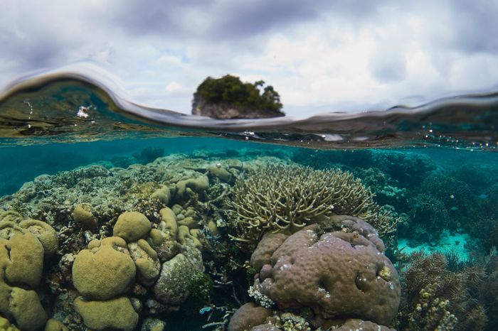 Terumbu karang di perairan Raja Ampat, rumah bagi ikan dan biota laut lainnya.