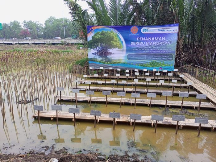 REI menanam seribu mangrove di pesisir Jakarta sebagai upaya pengurangan dampak perubahan iklim, sekaligus mewujudkan Jakarta yang ramah lingkungan.