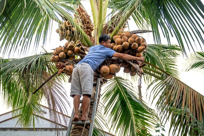 6 Arti Mimpi Jatuh dari Pohon