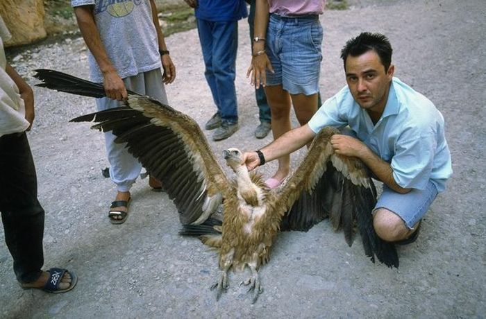 Burung pemangsa juga mati dalam jumlah besar karena terjebak, tersengat listrik oleh jaringan kabel listrik. Burung ini juga mengalami keracunan, baik yang disengaja maupun tidak disengaja.