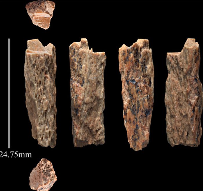 Bagian dari kerangka Denny yang ditemukan di Gua Altai, Rusia. Bocah ini memiliki DNA Neanderthal dari ibunya dan Denisova dari ayahnya.