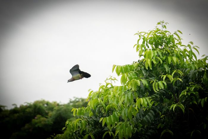 Salah satu jenis burung yang terpantau dalam kegiatan sensus burung air 2024 di Ancol.