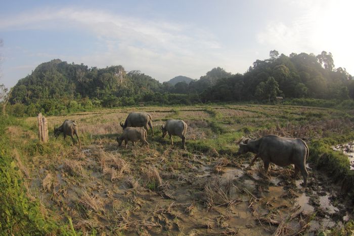 Di Bukit Bulan, sawah sudah tersedia untuk memenuhi petani. Penghuni sebelumnya mengandalkan perburuan pasif. Kini, lingkungan pertanian menghadapi tantangan dengan rencana pembangunan pabrik semen di Bukit Bulan.