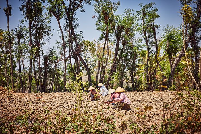 Sekelompok petani perempuan yang bekerja untuk SukkaChitta mempersiapkan tanaman kapas dengan membersihkan dan menanam benih di Jawa Timur, Indonesia.