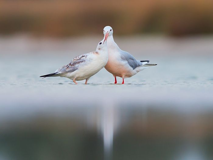 Camar paruh-ramping (Larus genei)
