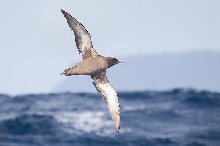Burung pencicit jelaga ( Ardenna grisea )