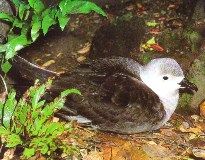 Petrel kermadec (Pterodroma neglecta)