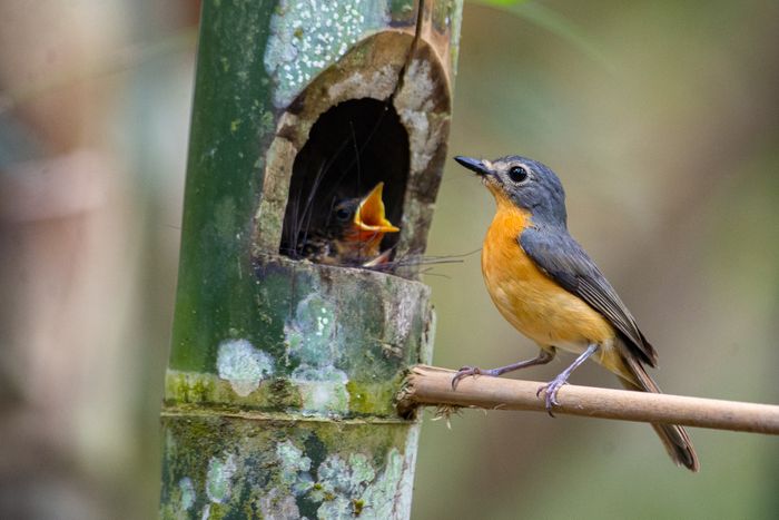 Sikatan cacing jawa (Cyornis banyumas) yang tersebar di beberapa negara Asia Tenggara dan Asia Selatan.
