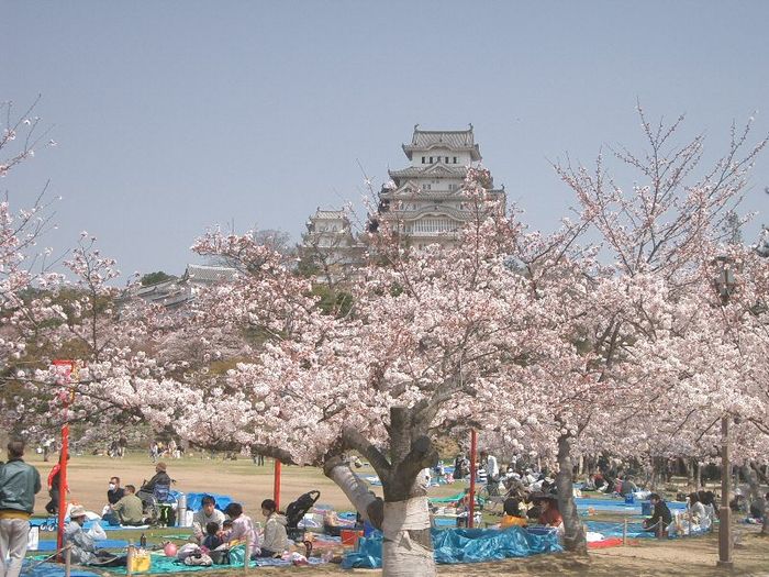 Dari akhir Maret hingga awal Mei, pohon sakura bermekaran di seluruh Jepang. Sakura adalah bunga yang menandakan datangnya musim semi di Negeri Matahari Terbit itu.
