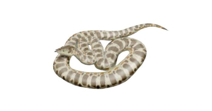 Titanoboa pernah menjadi ular terbesar dalam sejarah dunia. Fosilnya yang ditemukan di Kolombia mengungkapkan bahwa ia hidup pada zaman Paleosen sekitar 60 juta tahun yang lalu. 