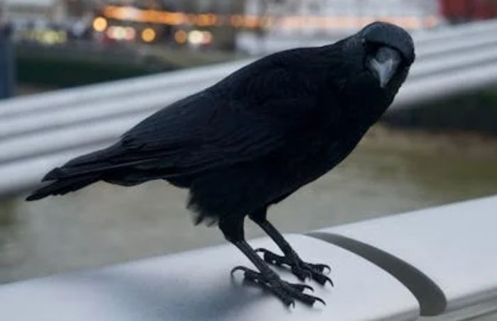 3 arti mimpi burung gagak