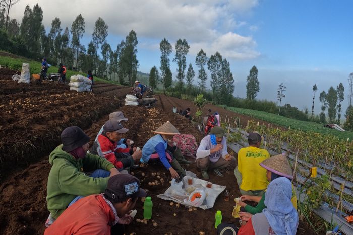 Para petani kentang di Desa Sigedang, Wonosobo, Jawa Tengah, dengan latar belakang para peserta Dieng Caldera Race 2024 (9/6/2024).