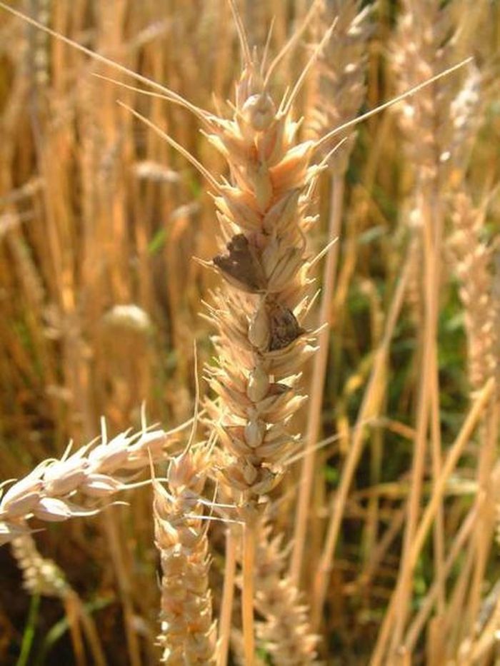 Ergot pada tanaman gandum yang dipercaya menjadi penyebab wabah menari.