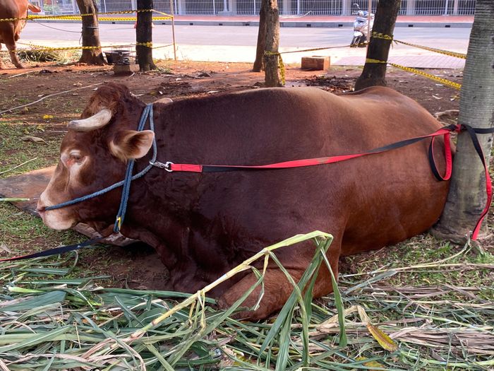 Sapi dari Wapres Ma'ruf Amin yang beratnya mencapai 1.164 kilogram di Masjid Istiqlal, Jakarta Pusat, Sabtu (15/5/2024).
