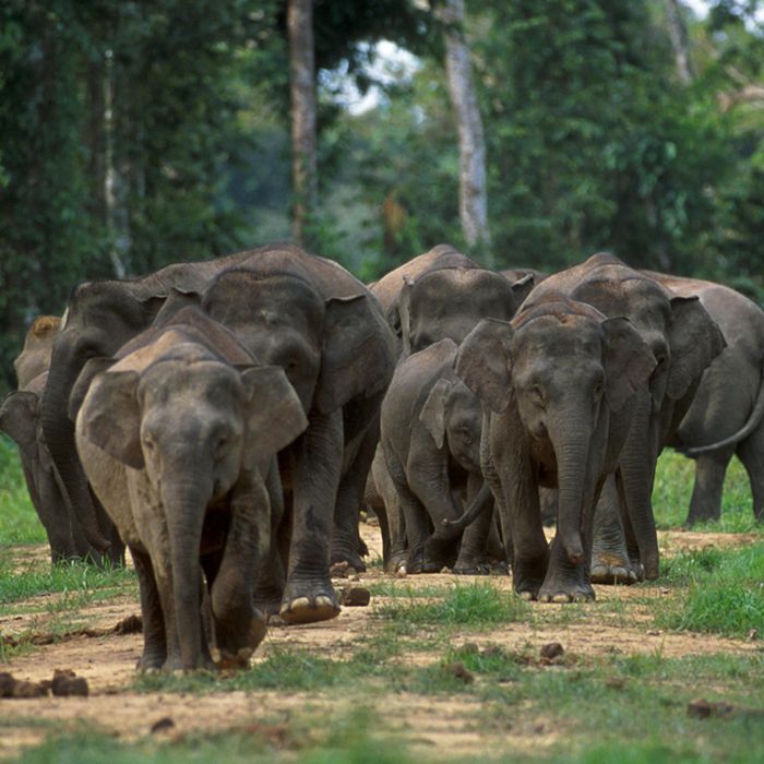 Gajah kalimantan secara resmi telah ditetapkan IUCN sebagai satwa yang terancam punah (Endangered).
