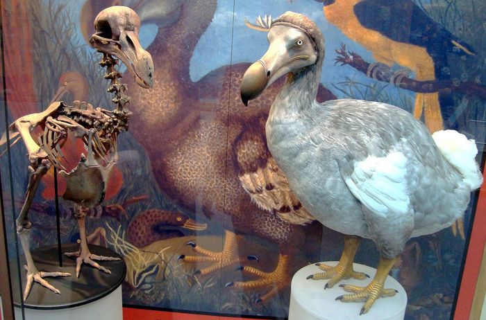 Seperti apa rupa burung dodo, di mana mereka tinggal, dan mengapa mereka punah?