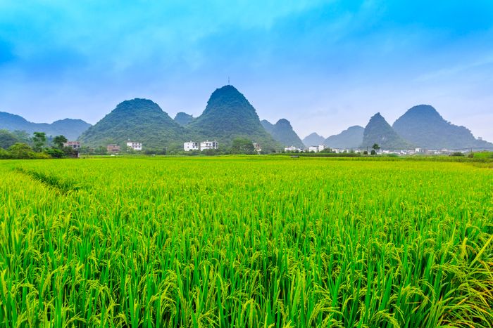 Ilustrasi sawah.