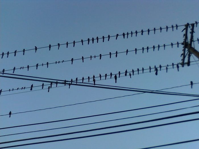Banyak burung suka bertengger di kabel listrik bertegangan tinggi.