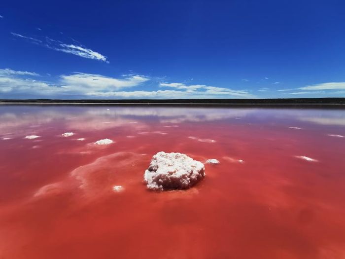 Organisme inang Halorubrum lacusprofundi adalah organisme yang menyukai garam. Organisme ini juga ditemukan di Australia di Danau Pink Hutt Lagoon.