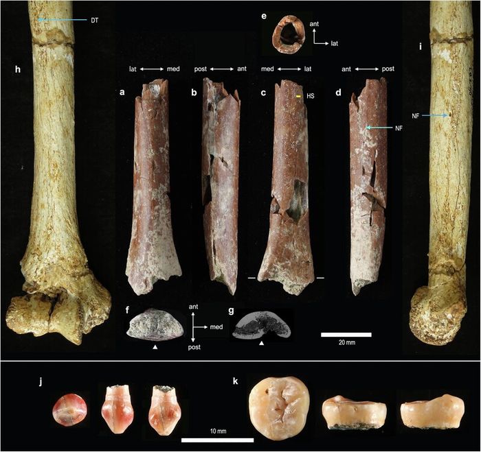 Fragmen tulang dan gigi Homo floresiensis yang ditemukan di Cekungan Soa pada 2010 dan 2014. Dari hasil analisis, pemiliknya adalah individu dewasa tetapi dengan ukuran yang lebih pendek dari Homo floresiensis yang pernah ditemukan sebelumnya di NTT.