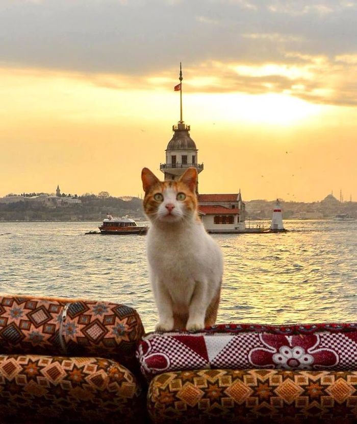 Kucing mendapat tempat istimewa di mata manusia Turki terutama di Istanbul.