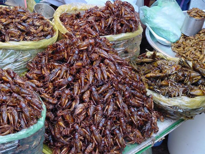 Selain tempe semangit, jangkrik juga bisa menjadi sumber protein alternatif yang baik untuk ibu hamil.