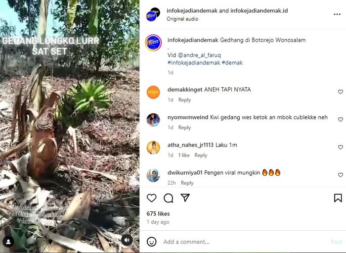 Pohon pisang di Demak masih berbuah meskipun sudah ditebang