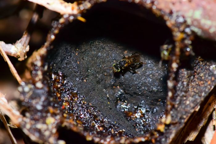 Kantung madu atau 'honey pod' dari lebah tanpa sengat berjenis Heterotrigona Itama di Tanjung Kelayang Reserve.