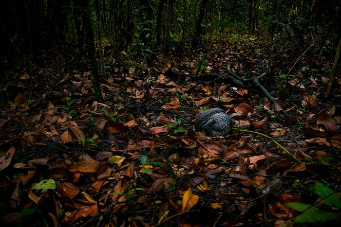 Manis Javanica, trenggiling dalam program pelespasliaran Tanjung Kelayang Reserve.
