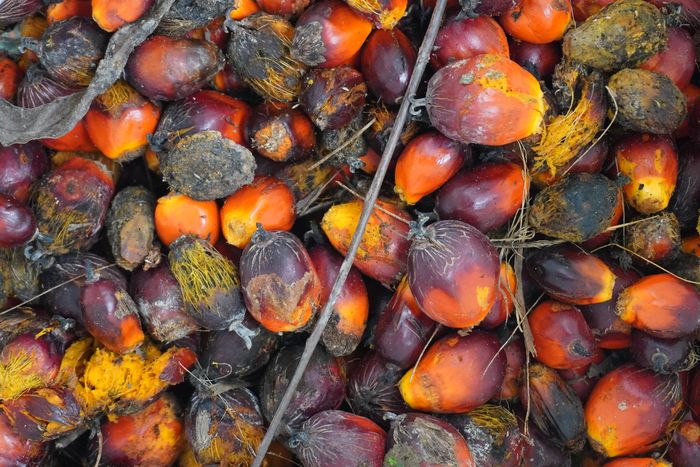 Buah sawit hasil dari perkebunan mandiri warga di Kecamatan Sawit Seberang, Kabupaten Langkat, Sumatera Utara.