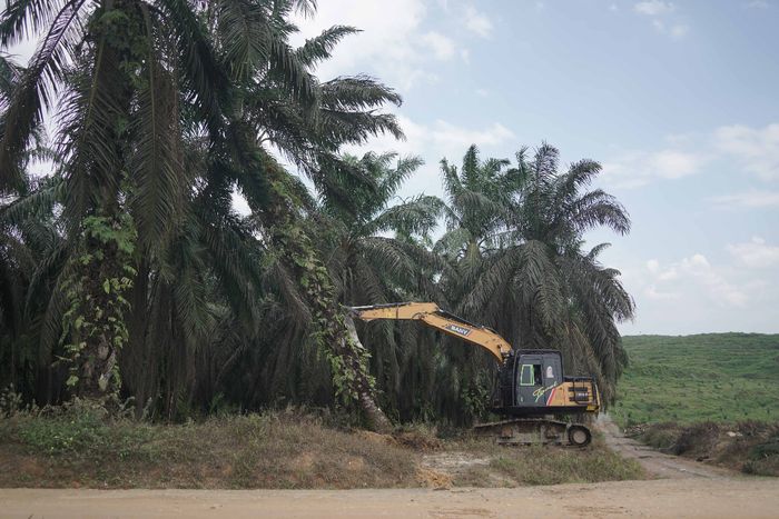 Industri sawit terus mengancam hutan Indonesia, terutama lahan gambut. Temukan fakta terbaru tentang dampaknya pada lingkungan dan iklim.