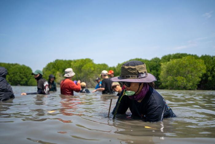Para karyawan Kompas.com menanam bibit mangrove di pesisir Pantai Subang, Jawa Barat.