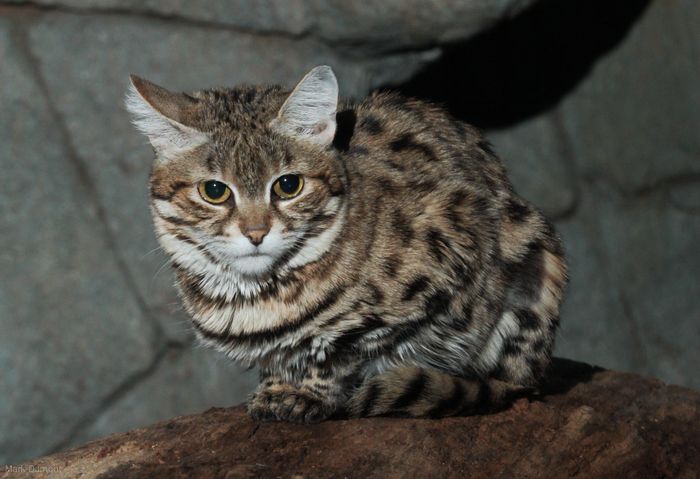 Kucing berkaki hitam atau Felis nigripes adalah kucing paling mematikan di dunia.