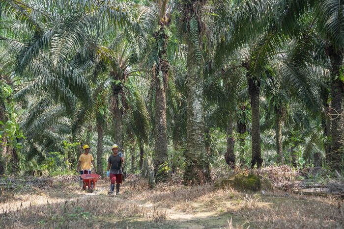 Bagaimana industri kelapa sawit Malaysia berkontribusi pada pelestarian alam? Temukan jawabannya dan manfaatnya bagi lingkungan serta masyarakat