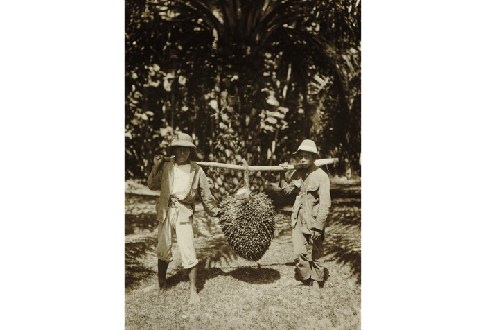 Tandan kelapa sawit seberat 76 kilo di sekitar wilayah Pematangsiantar, Sumatera Utara, sekitar tahun 1925.