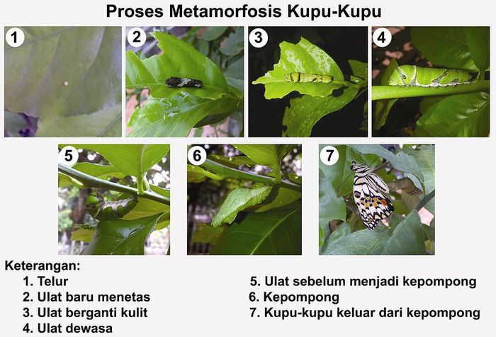 Metamorfosis kupu-kupu