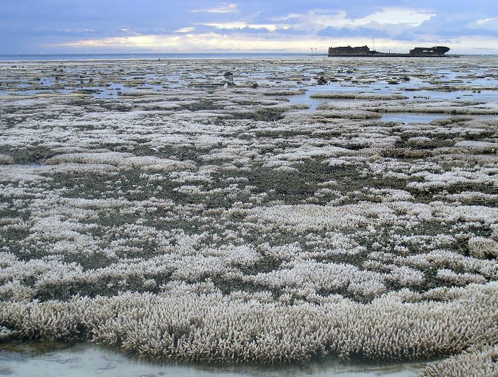 Pemanasan global lebih dari 1,5 °C dapat menjadi bencana bagi terumbu karang.