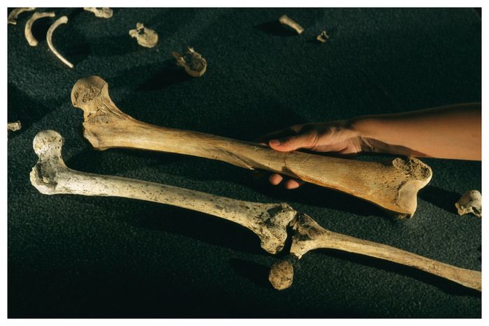 Tulang paha Homo floresiensis (bawah) jauh lebih kecil daripada Homo sapiens (atas). Penduduk kuno Flores diperkirakan tingginya tiga kaki enam inci.