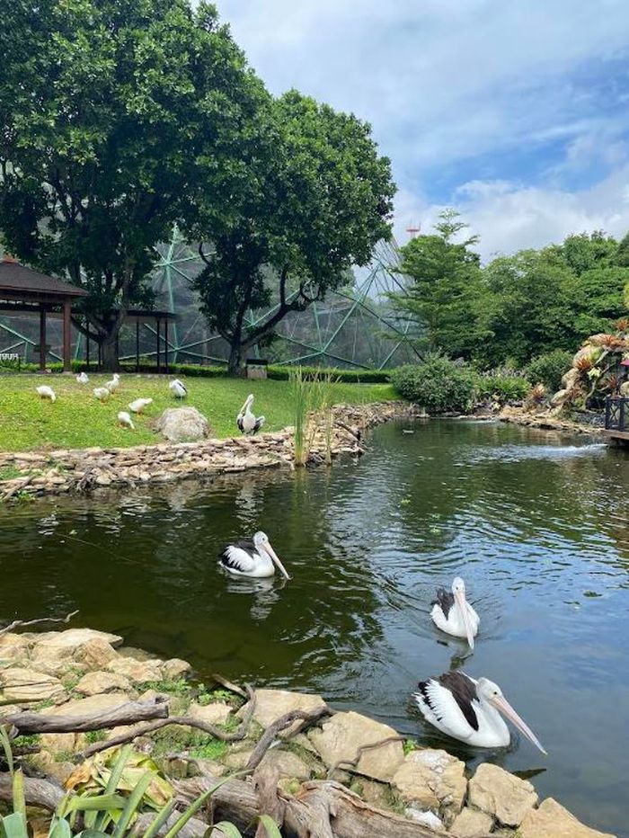 Jagat Satwa Nusantara akan berpartisipasi dalam acara &ldquo;Sunset di Kebun&rdquo; yang akan diadakan di Taman Mini Indonesia Indah (TMII), 15 Desember 2024.