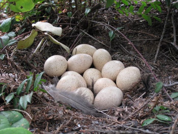 Telur kalkun ini sebenarnya bisa dimakan seperti telur ayam maupun telur bebek.